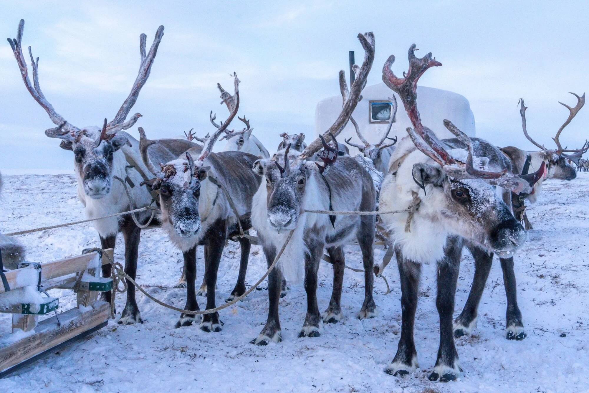 2021-12-05 Renaming the Famous Reindeer Reindeer in snow